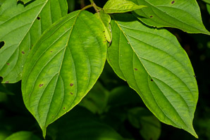Cornus amomum (silky dogwood)