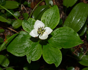Cornus canadensis (bunchberry, Canadian dwarf cornel, Canadian bunchberry, crackerberry, bunchberry dogwood)