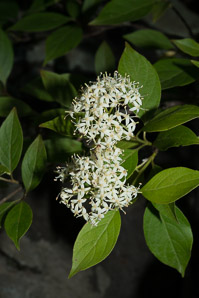 Cornus racemosa (northern swamp dogwood, gray dogwood, panicle dogwood)
