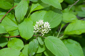 Cornus racemosa (northern swamp dogwood, gray dogwood, panicle dogwood)