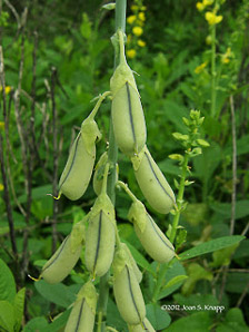 Crotalaria spectabilis (showy rattlebox)