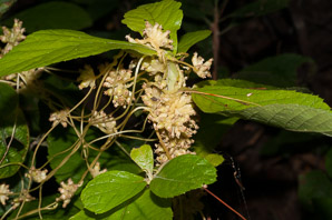 Cuscuta pentagona (dodder, fiveangled dodder)