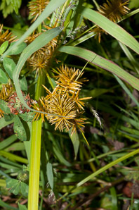 Cyperus esculentus (nut grass, yellow nut grass, yellow nutsedge)