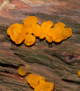 Dacrymyces cokeri (orange jelly fungus)