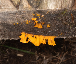 Dacryopinax spathularia (fan-shaped jelly fungus)