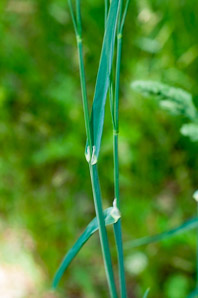Dactylis glomerata (orchardgrass)
