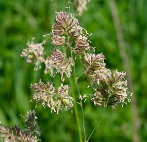 Dactylis glomerata (orchardgrass)