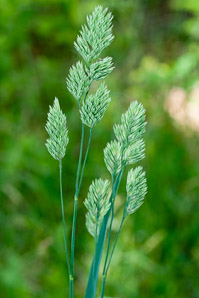Dactylis glomerata (orchardgrass)