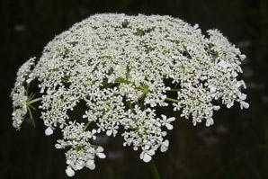 Daucus carota (Queen Anne’s lace, wild carrot, bird’s nest, bishop’s lace)