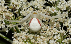 Daucus carota (Queen Anne’s lace, wild carrot, bird’s nest, bishop’s lace)