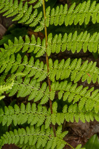 Dennstaedtia punctilobula (hay-scented fern, eastern hayscented fern)