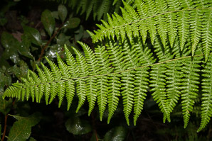 Dennstaedtia punctilobula (hay-scented fern, eastern hayscented fern)