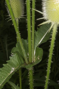 Dipsacus sativus (Indian teasel)