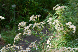 Doellingeria umbellata (flat-topped white aster, umbellate aster, parasol whitetop, tall flat-topped white aster)