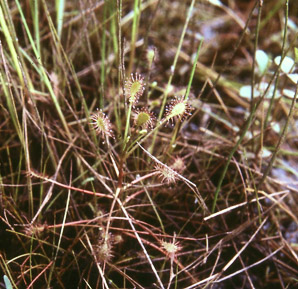 Drosera rotundifolia (common sundew, roundleaf sundew)