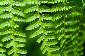 Dryopteris marginalis (marginal wood fern, marginal woodfern)