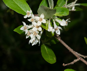 Elaeagnus umbellata (autumn olive, Japanese silverberry)