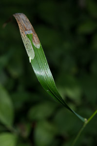 Elymus virginicus (Virginia wildrye)
