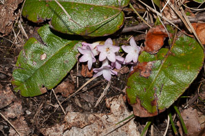 Epigaea repens (trailing arbutus)