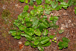 Epigaea repens (trailing arbutus)