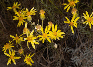 Ericameria linearifolia (goldenbush, interior goldenbush, narrowleaf goldenbush)