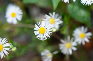 Erigeron annuus (daisy fleabane, rough fleabane, eastern daisy fleabane)