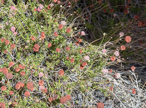 Eriogonum fasciculatum (California buckwheat, Eastern mojave buckwheat)