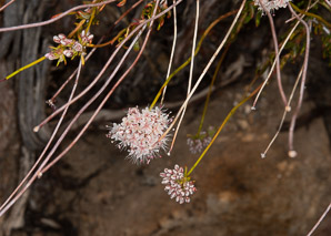 Eriogonum fasciculatum (California buckwheat, Eastern mojave buckwheat)