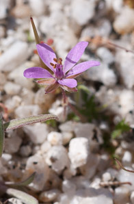 Erodium cicutarium (storksbill, filaree, redstem, redstem stork’s bill, pinweed, cutleaf filaree, pinclover, pingrass, heronbill)