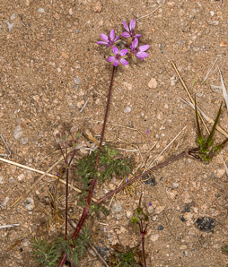 Erodium cicutarium (storksbill, filaree, redstem, redstem stork’s bill, pinweed, cutleaf filaree, pinclover, pingrass, heronbill)