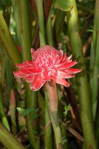 Etlingera elatior (red torch ginger, torch-ginger)