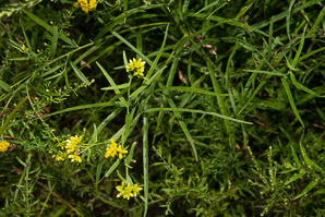 Euthamia graminifolia (flat-top goldentop, lance-leaved goldenrod, grass-leaved goldenrod, flat-topped goldentop)