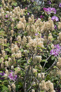 Fothergilla major (large fothergilla, mountain witchalder)