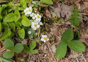 Fragaria virginiana (common strawberry, Virginia strawberry, wild strawberry, strawberry)