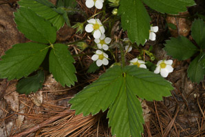 Fragaria virginiana (common strawberry, Virginia strawberry, wild strawberry, strawberry)