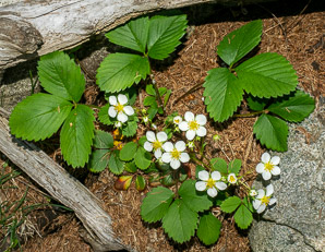 Fragaria virginiana (common strawberry, Virginia strawberry, wild strawberry, strawberry)
