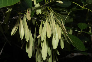 Fraxinus caroliniana (pop ash, Florida ash, swamp ash, Carolina ash, water ash)