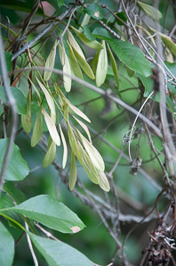 Fraxinus caroliniana (pop ash, Florida ash, swamp ash, Carolina ash, water ash)