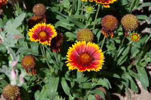 Gaillardia pulchella (gaillardia, Indian blanket, firewheel, sundance)