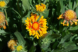 Gaillardia × (blanket flower)