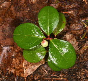 Gaultheria procumbens (creeping wintergreen, wintergreen, Eastern teaberry, checkerberry, boxberry, American wintergreen)