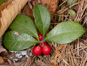 Gaultheria procumbens (creeping wintergreen, wintergreen, Eastern teaberry, checkerberry, boxberry, American wintergreen)