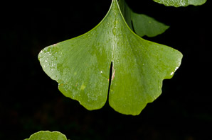Ginkgo biloba (maidenhair tree, golden fossil tree, stinkbomb tree)