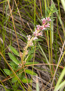 Glaux maritima (sea-milkwort, sea milkwort)
