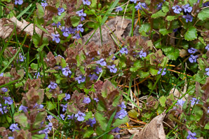 Glechoma hederacea (ground-ivy, gill-over-the-ground, creeping charlie, alehoof, tunhoof, catsfoot, field balm, run-away-robin, ground ivy)