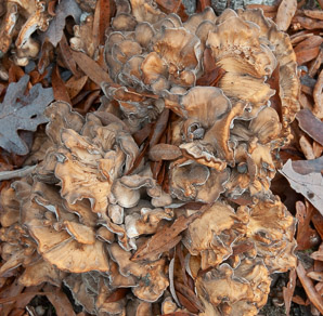 Grifola frondosa (hen of the woods)