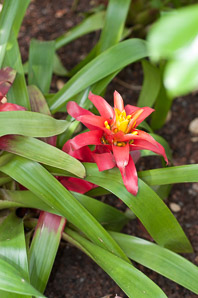 Guzmania lingulata (scarlet star, droophead tufted airplant)