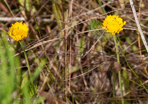 Helenium pinnatifidum (southeastern sneezeweed)