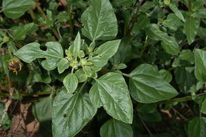 Helianthus petiolaris (prairie sunflower, lesser sunflower)