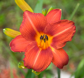 Hemerocallis fulva (common daylily, orange daylily, tawny daylily, tiger daylily, ditch lily, tiger daylil)